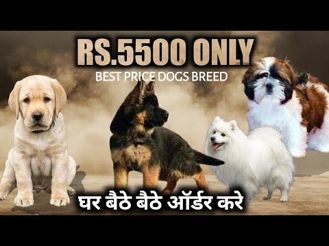 Видео: 5500 рупий | Длинношерстная немецкая овчарка | Английский лабрадор | Щенок ши-тцу | Померанский шпиц