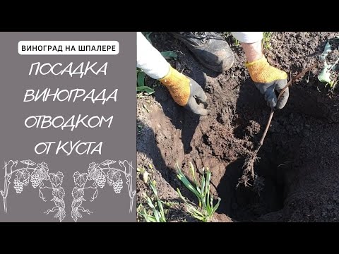 Видео: Посадка винограда размноженного отводком от материнского куста. Размножение винограда.