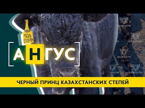 Видео: Абердин-Ангус — лучшая мясная порода для Казахстана? Преимущества, недостатки, содержание КРС