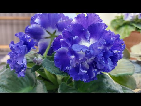 Видео: 30.11.2024./НОВИНКИ/Выставка фиалок(МФ)в ноябре 2024#фиалки#выставка#
