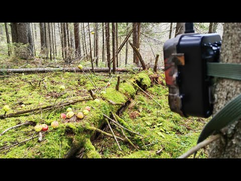 Видео: Оставил ЯБЛОКИ на дряхлом дереве у БОЛОТА и спрятал ФОТОЛОВУШКУ! Результат удивил!