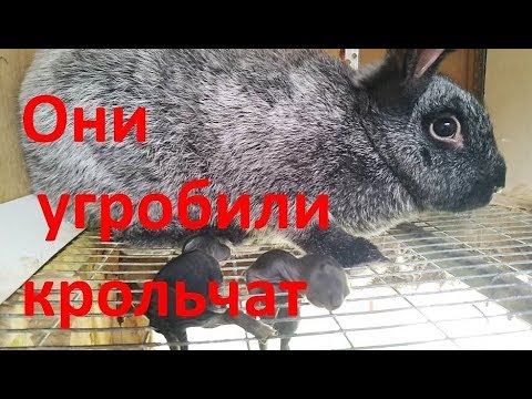Видео: КОШМАР который можно УВИДЕТЬ только во сне % КРОЛЬЧИХИ раскидали и загубили крольчат