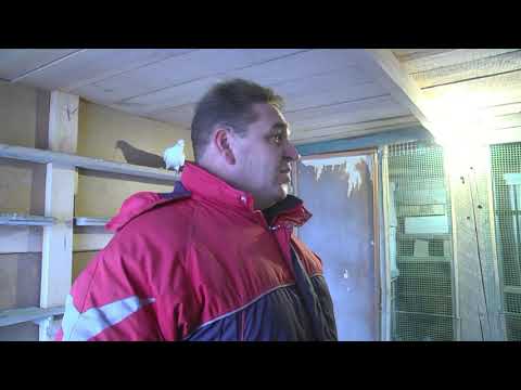 Видео: Голуби и Голубятники Ульяновской области!