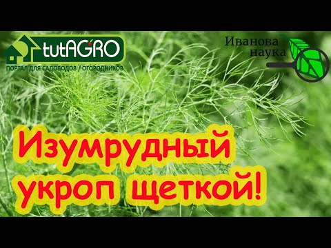 Видео: ТРИ СЕКРЕТА ПУШИСТОГО УКРОПА! Всходят щёткой даже старые семена.