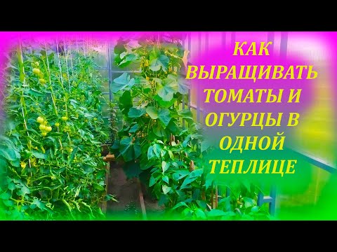 Видео: НЕ ВЫРАЩИВАЙТЕ помидоры и огурцы в одной теплице, пока не посмотрите это видео, а потом выращивайте!