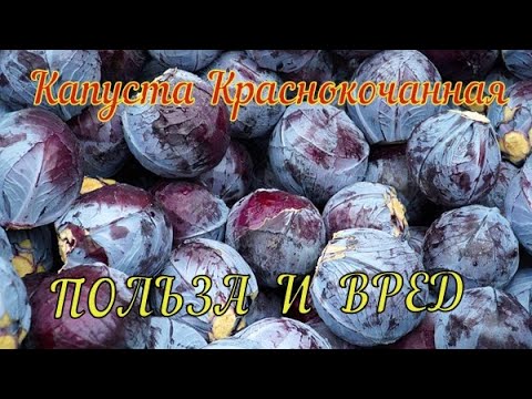 Видео: Капуста краснокочанная. В чём секрет этой колоритной красавицы?