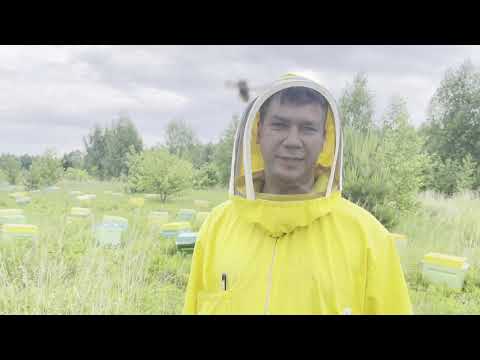 Видео: Подсадка неплодных маток и Ио маток