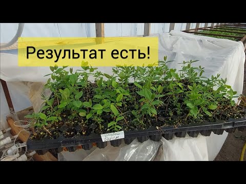 Видео: Результат укоренения черенков жимолости