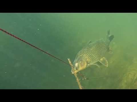 Видео: Кезекті су асты аңшылық