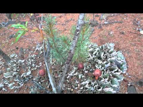 Видео: Отпуск на Мяунджу. Возвращение домой нашими глазами