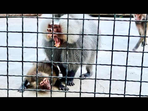 Видео: Люська спустилась и сразу же БРОСИЛАСЬ К НОГАМ Елисея!