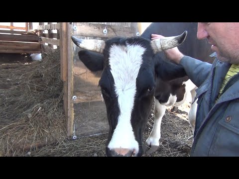 Видео: К чему привела наша доброта!