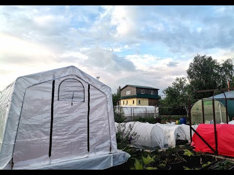 Видео: Перцы гниют на кусту, баклажаны заболевают, томаты вытягиваются. Новоселье - у нас новая теплица