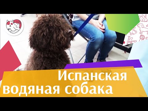 Видео: Испанская водяная собака на ilikepet. Особенности породы, уход