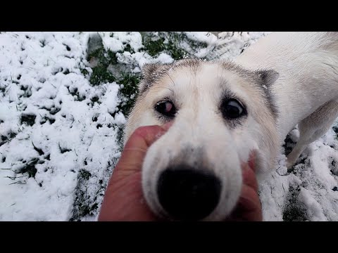 Видео: Лайки на покров