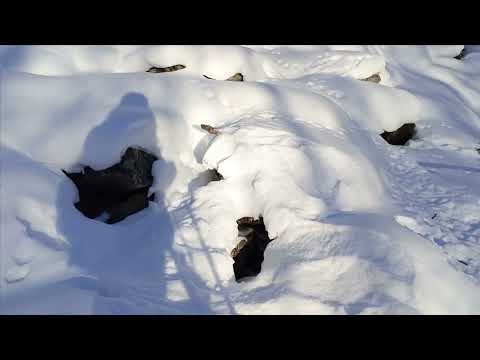 Видео: Проверка капканов часть 〽️ 6.