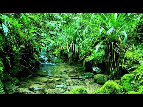 Видео: Пение птиц и шум родниковой воды ранним утром, мелодии природы