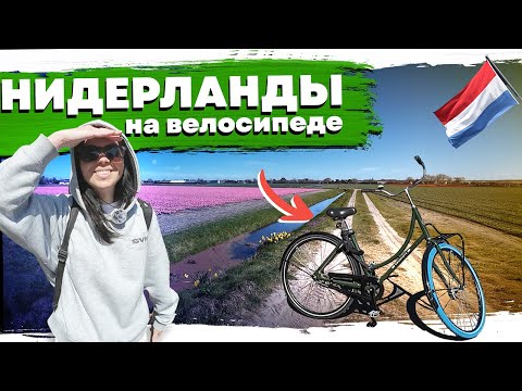 Видео: Велодорожки Нидерландов - через город к цветущим полям