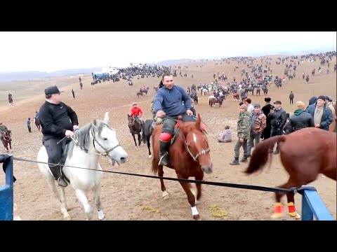 Видео: Улоки теракли 30.11.2024/ Бузкаши Купкари 2024