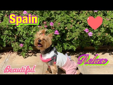 Видео: DOG VLOG: с собакой в Испании на Тенерифе