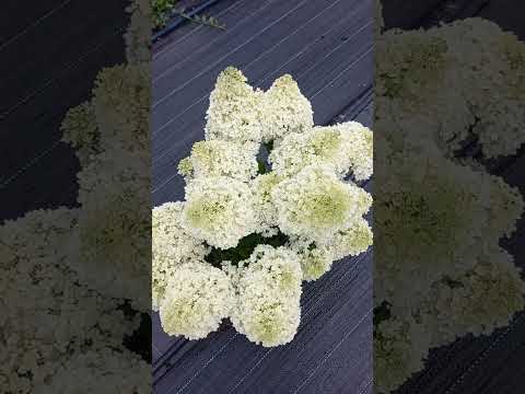 Видео: Обзор цветущих метельчатых гортензий!   Часть 2.  22.07.25 #гортензии #метельчатаягортензия