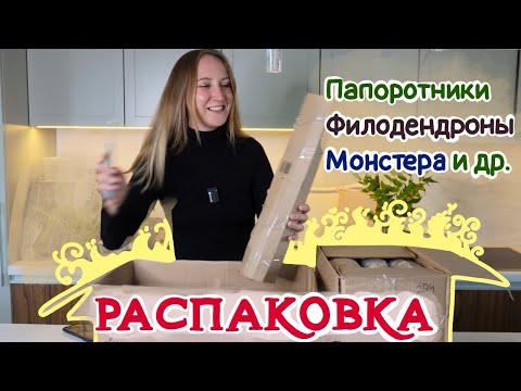 Видео: Большая РАСПАКОВКА РАСТЕНИЙ |  Папоротники, филодендроны, монстера, бегония и другое 💚