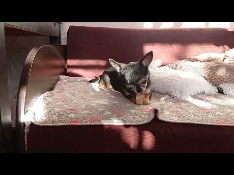 Видео: Как дела у чихуахуа Зайки с поведением?🐶