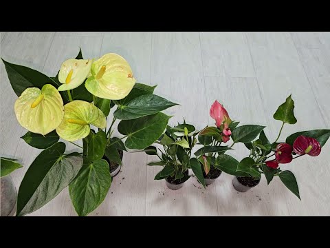 Видео: АНТУРИУМ ЛЮБИТ эти 5 вещей! ЖАЛЕЮ, что РАНЬШЕ об этом не знала! Растет, как на дрожжах