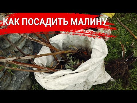 Видео: Как посадить малину