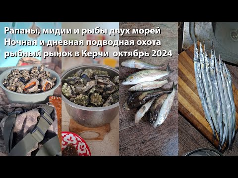 Видео: Рапаны, мидии и рыбы двух морей, ночная и дневная подводная охота, рыбный рынок в Керчи октябрь 2024
