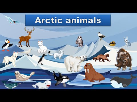 Видео: Arctic animals. Тварини Арктики англійською мовою. Англійська для дітей.  English for kids