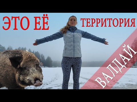 Видео: ЭТО ЕЁ ТЕРРИТОРИЯ СЧАСТЬЯ!!! Валдай, ОХОТА, РЫБАЛКА. Приют охотника