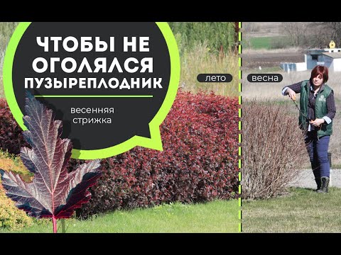 Видео: Мастер-класс по обрезке пузыреплодника, уход за садом, отдел сервиса НАТАЛИС