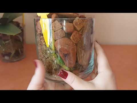 Видео: Первый полив Marrakech pelor в закрытой системе. Как и когда поливать орхидеи в закрытой системе?