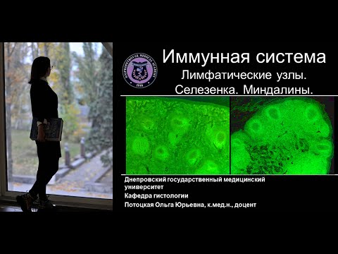 Видео: 10. Периферические лимфоидные органы: лимфатические узлы селезенка миндалины. Лекция по гистологии