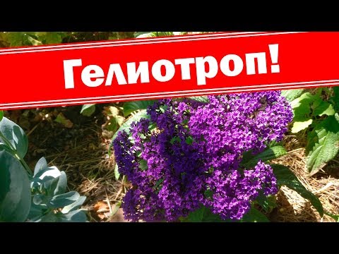 Видео: Гелиотроп, как цветёт, растет,  развивается