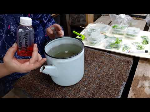 Видео: укоренение черенков