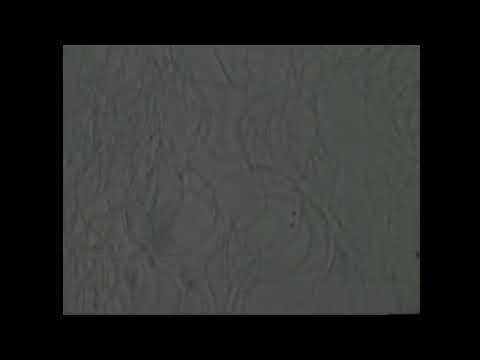 Видео: Семя трутня под микроскопом (Свежее VS недельное)