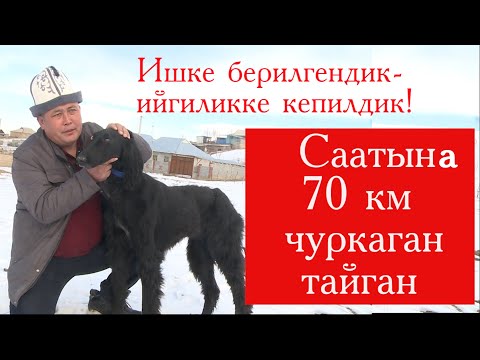Видео: СААТЫНА 70 км ЧУРКАГАН ТАЙГАН. Ишке берилгендик - ийгиликке кепилдик!