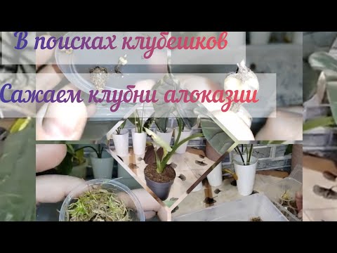 Видео: Алоказии/В поисках клубешков/Как я  сажаю клубни алоказии