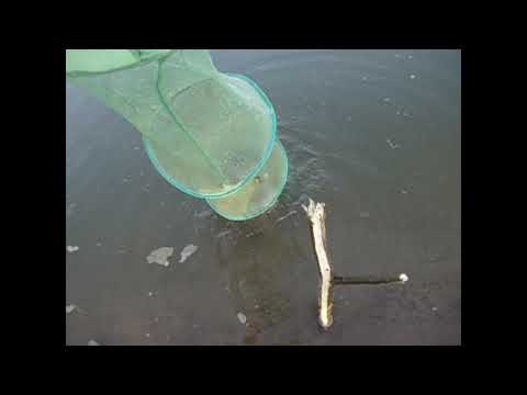 Видео: Арефьево. Сентябрь!  Отдых + Рыбалка.