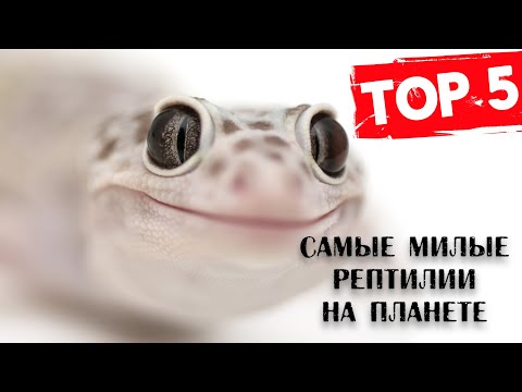 Видео: ТОП 5 САМЫХ МИЛЫХ РЕПТИЛИЙ