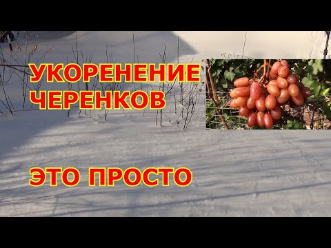 Видео: УКОРЕНЕНИЕ ЧЕРЕНКОВ  это ПРОСТО