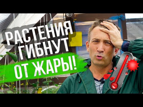 Видео: Как охладить теплицу? Что делать, если в теплице слишком жарко