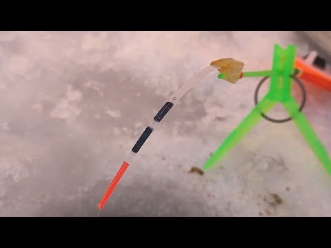 Видео: ПОПАЛА...на ЖОР рыбы...Окружили ПСЫ-мото Зимняя рыбалка