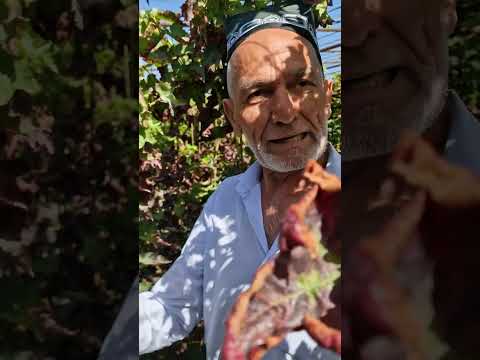 Видео: Ниҳоли кишмиши АВАТАР ва дигар намудҳояш. 200 сомони. 900004489 ватсап.