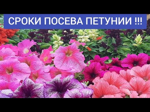 Видео: СЕЕМ ПЕТУНИЮ БЕЗ ЗАМОРОЧЕК !!! ДВА СПОСОБА ПОСЕВА ПЕТУНИИ семенами на рассаду