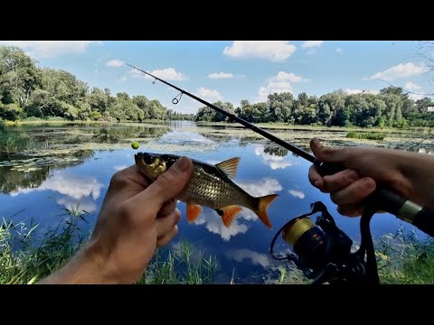 Видео: РЫБАЛКА НА ПОПЛА ПОППЕР !!! | ЛОВЛЯ КРАСНОПЕРКИ В АВГУСТЕ !!!