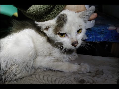 Видео: Спасти котёнка! Как оказать первую помощь бездомному животному?