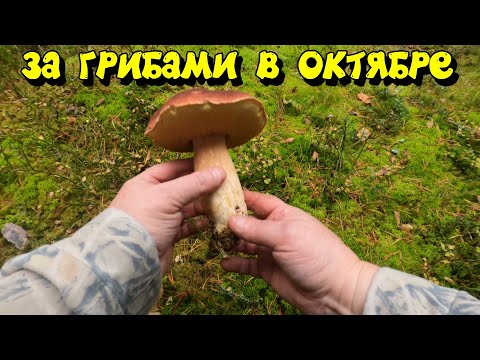 Видео: За грибами в Октябре